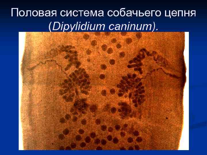 Половая система собачьего цепня (Dipylidium caninum). 