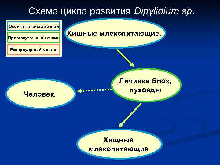 Схема цикла развития Dipylidium sp. Окончательный хозяин Промежуточный хозяин Хищные млекопитающие. Резервуарный хозяин Человек.