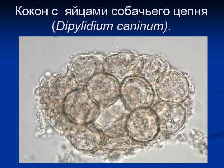 Кокон с яйцами собачьего цепня (Dipylidium caninum). 