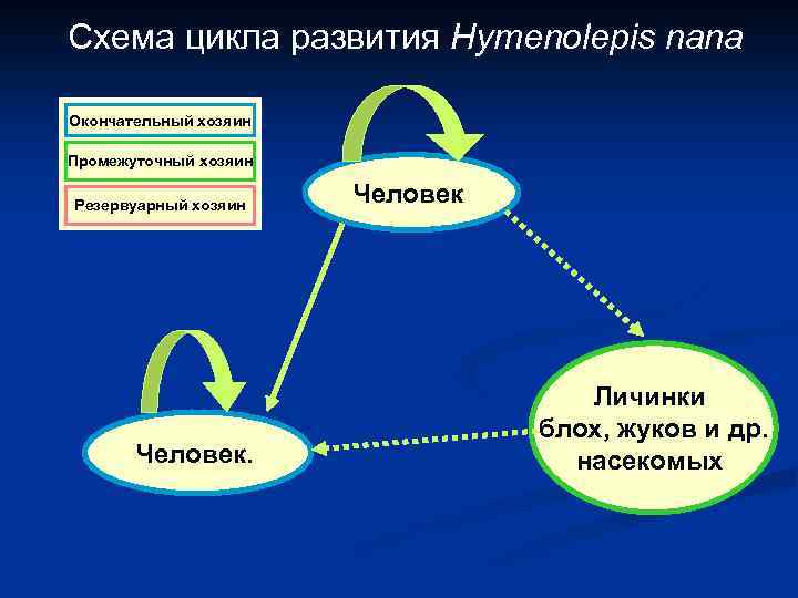 Схема цикла развития Hymenolepis nana Окончательный хозяин Промежуточный хозяин Резервуарный хозяин Человек Личинки блох,