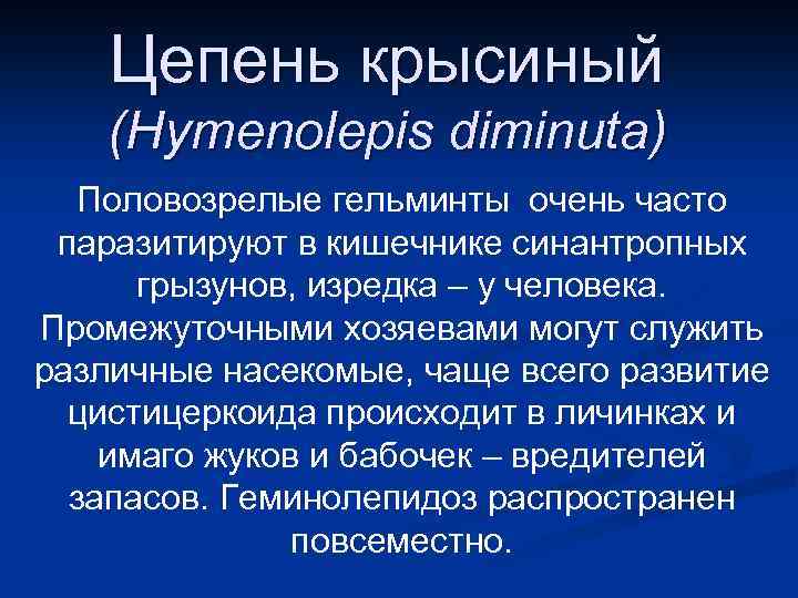 Цепень крысиный (Hymenolepis diminuta) Половозрелые гельминты очень часто паразитируют в кишечнике синантропных грызунов, изредка