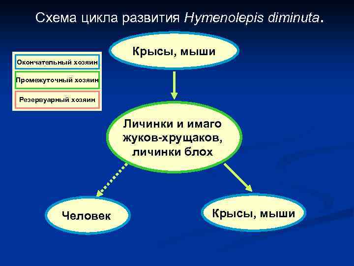 Схема цикла развития Hymenolepis diminuta. Крысы, мыши Окончательный хозяин Промежуточный хозяин Резервуарный хозяин Личинки