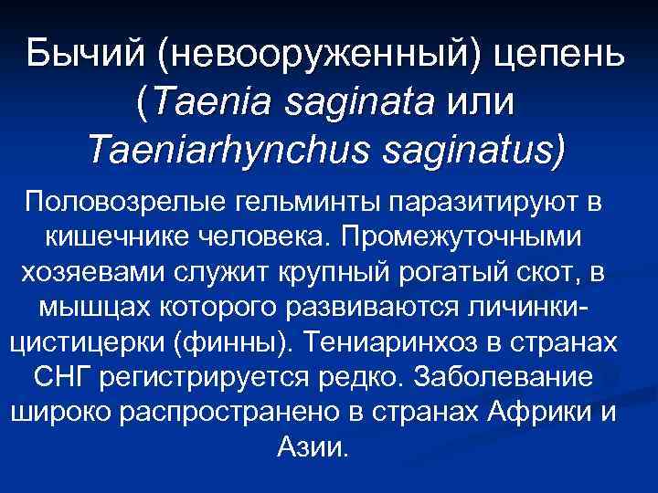 Бычий (невооруженный) цепень (Taenia saginata или Taeniarhynchus saginatus) Половозрелые гельминты паразитируют в кишечнике человека.