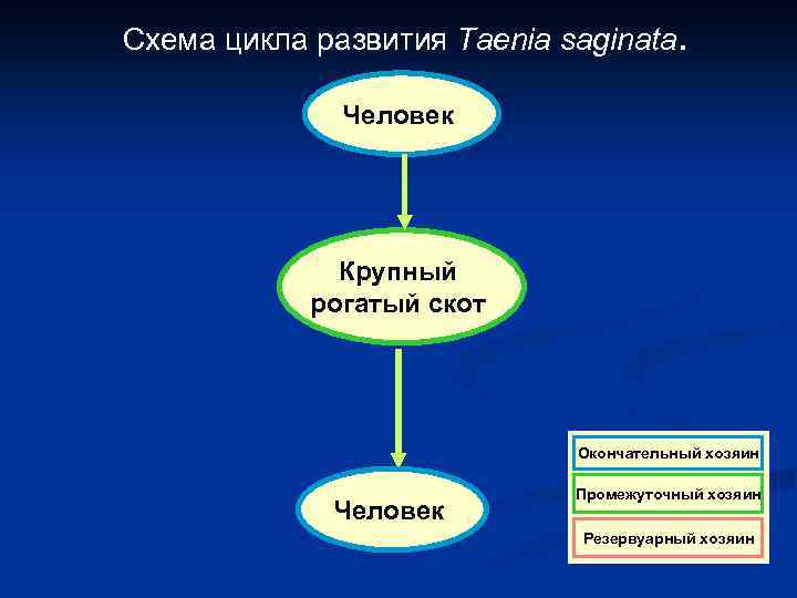 Схема цикла развития Taenia saginata. Человек Крупный рогатый скот Окончательный хозяин Человек Промежуточный хозяин