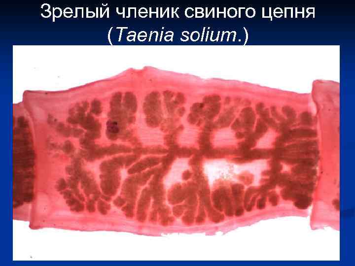 Зрелый членик свиного цепня (Taenia solium. ) 