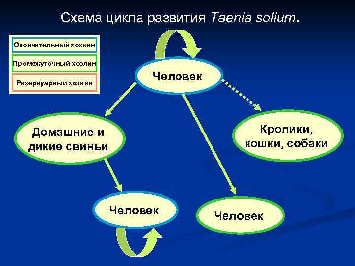 Схема цикла развития Taenia solium. Окончательный хозяин Промежуточный хозяин Резервуарный хозяин Человек Кролики, кошки,