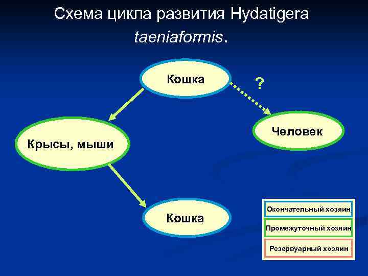 Схема цикла развития Hydatigera taeniaformis. Кошка ? Человек Крысы, мыши Кошка Окончательный хозяин Промежуточный