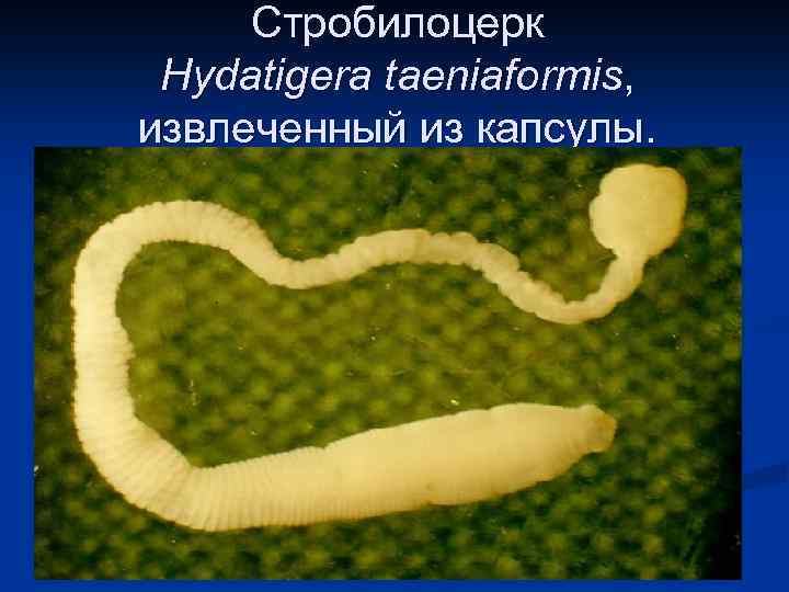 Стробилоцерк Hydatigera taeniaformis, извлеченный из капсулы. 