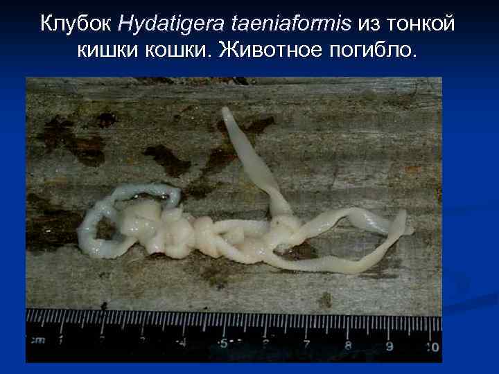 Клубок Hydatigera taeniaformis из тонкой кишки кошки. Животное погибло. 