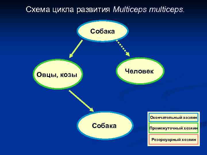 Схема цикла развития Multiceps multiceps. Собака Человек Овцы, козы Окончательный хозяин Собака Промежуточный хозяин