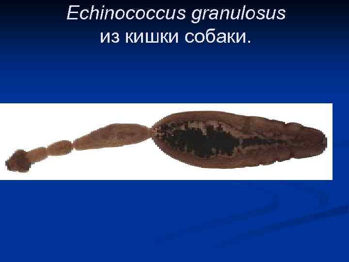 Echinococcus granulosus из кишки собаки. 