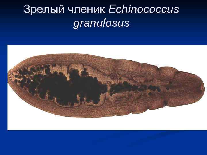 Зрелый членик Echinococcus granulosus 