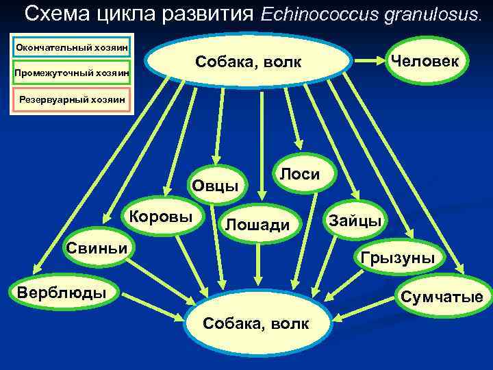 Схема цикла развития Echinococcus granulosus. . Окончательный хозяин Человек Собака, волк Промежуточный хозяин Резервуарный