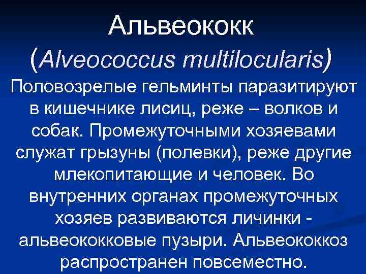 Альвеококк (Alveococcus multilocularis) Половозрелые гельминты паразитируют в кишечнике лисиц, реже – волков и собак.