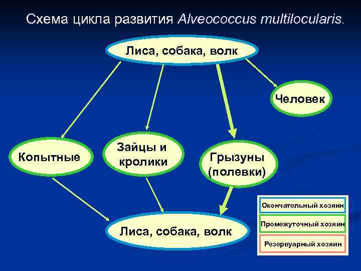 Схема цикла развития Alveococcus multilocularis. Лиса, собака, волк Человек Копытные Зайцы и кролики Грызуны