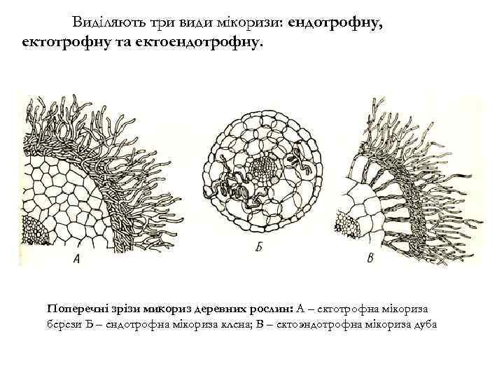 Виділяють три види мікоризи: ендотрофну, ектотрофну та ектоендотрофну. Поперечні зрізи микориз деревних рослин: А