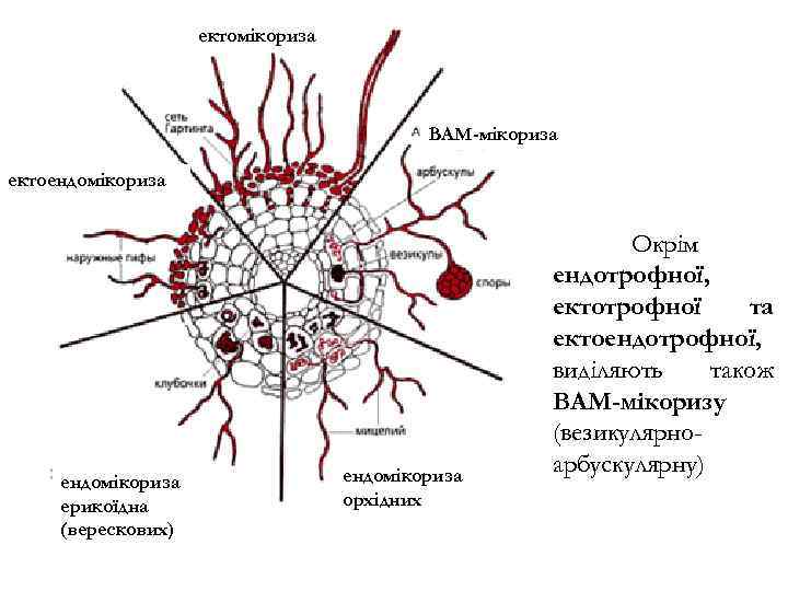 ектомікориза ВАМ-мікориза ектоендомікориза ерикоїдна (верескових) ендомікориза орхідних Окрім ендотрофної, ектотрофної та ектоендотрофної, виділяють також