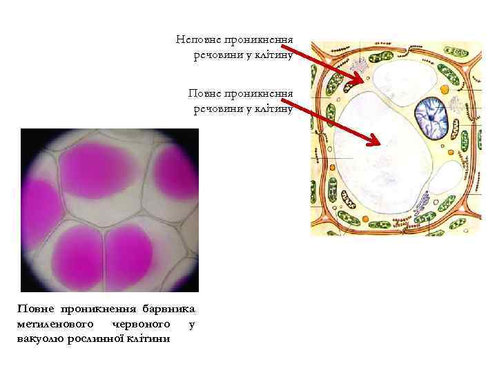 Неповне проникнення речовини у клітину Повне проникнення барвника метиленового червоного у вакуолю рослинної клітини