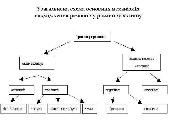 Узагальнена схема основних механізмів надходження речовин у рослинну клітину 