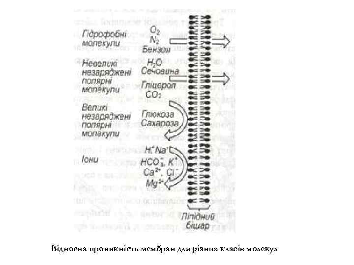 Відносна проникність мембран для різних класів молекул 