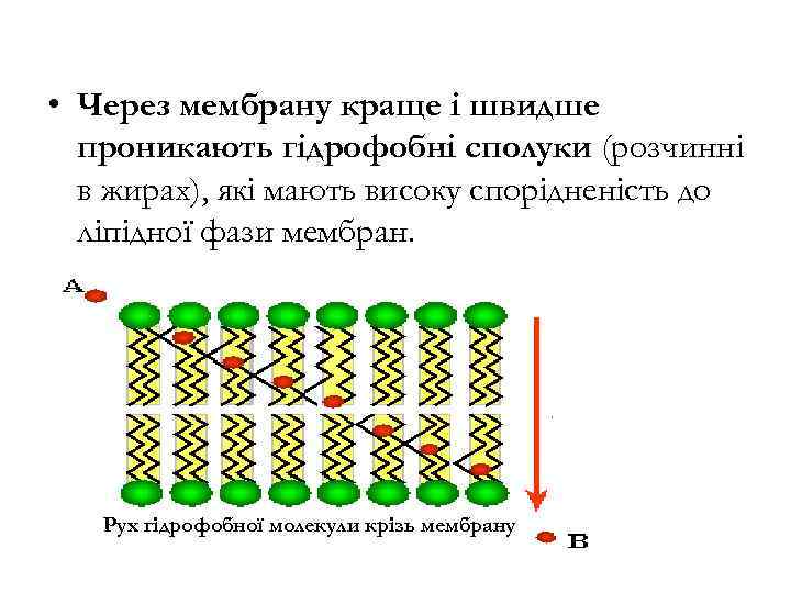  • Через мембрану краще і швидше проникають гідрофобні сполуки (розчинні в жирах), які