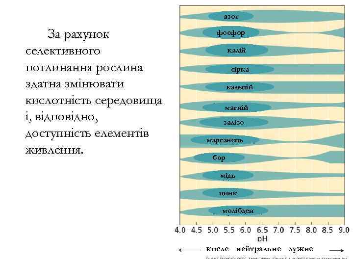 азот За рахунок селективного поглинання рослина здатна змінювати кислотність середовища і, відповідно, доступність елементів