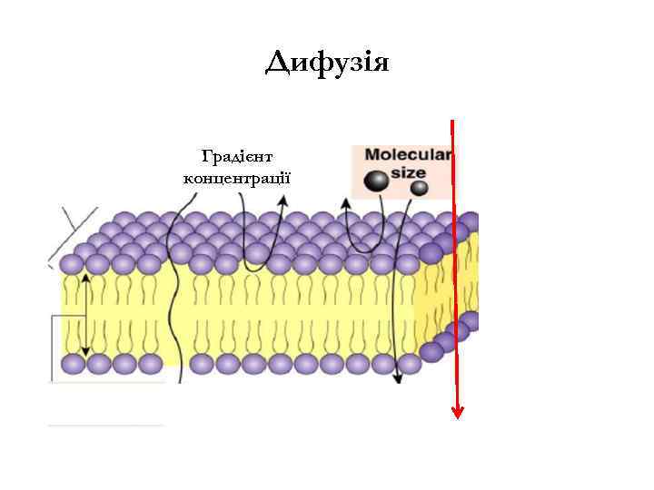 Дифузія Градієнт концентрації 