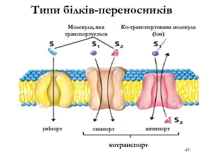 Типи білків-переносників Ко-транспортована молекула (іон) Молекула, яка транспортується уніпорт УНІПОРТ симпорт АНТИПОРТ антипорт КОТРАНСПОРТ