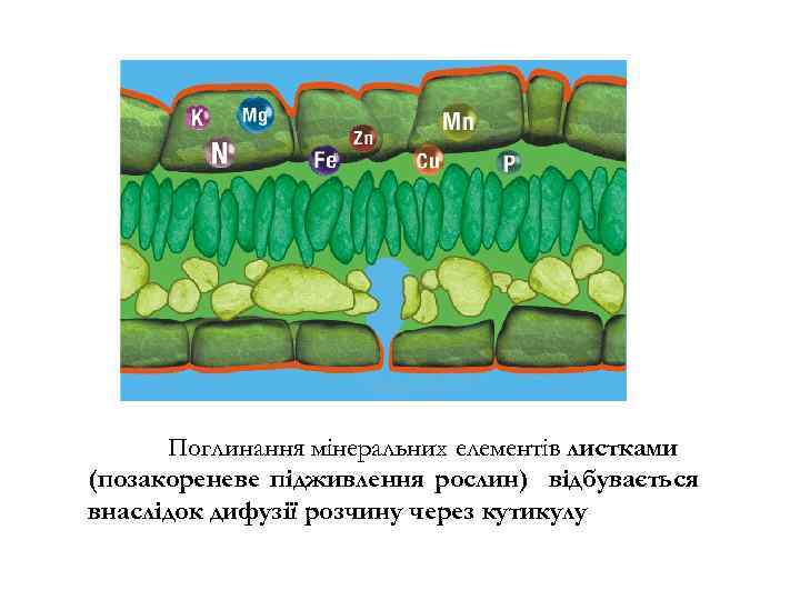 Поглинання мінеральних елементів листками (позакореневе підживлення рослин) відбувається внаслідок дифузії розчину через кутикулу 