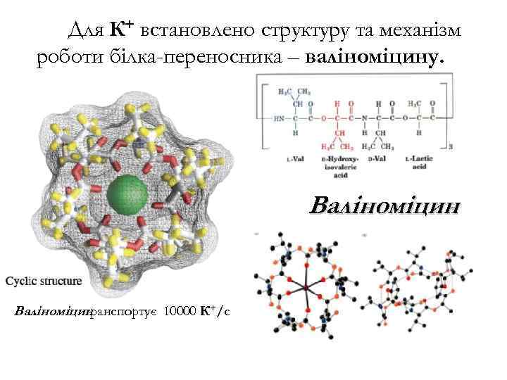 Для К+ встановлено структуру та механізм роботи білка-переносника – валіноміцину. Валіноміцин транспортує 10000 К+/с