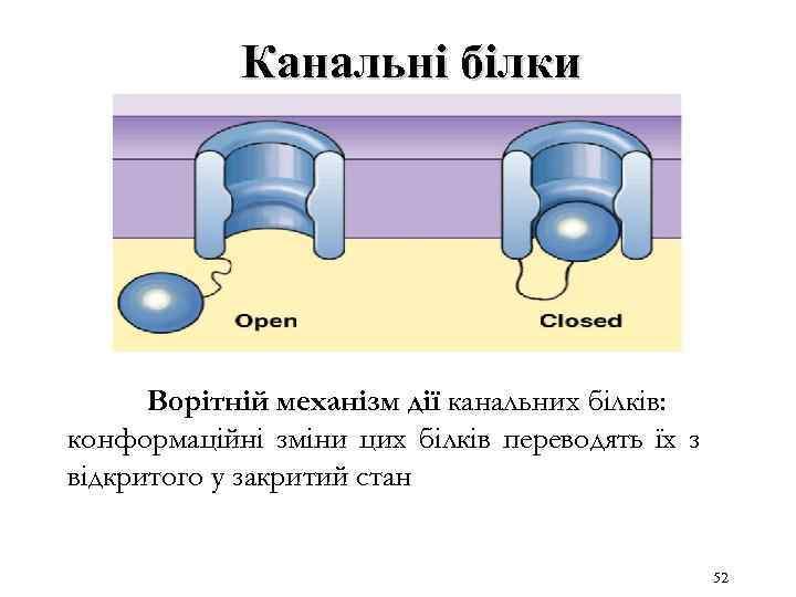 Канальні білки Ворітній механізм дії канальних білків: конформаційні зміни цих білків переводять їх з