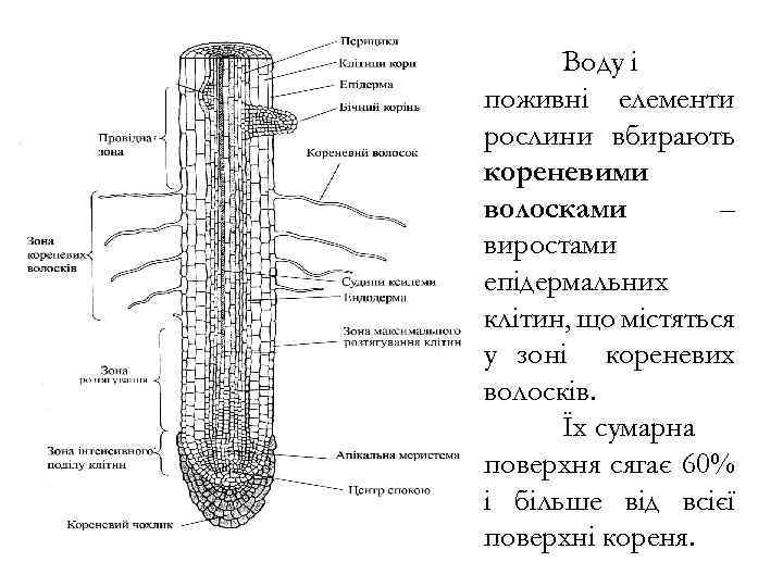 Воду і поживні елементи рослини вбирають кореневими волосками – виростами епідермальних клітин, що містяться