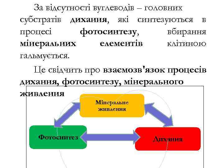За відсутності вуглеводів – головних субстратів дихання, які синтезуються в процесі фотосинтезу, вбирання мінеральних