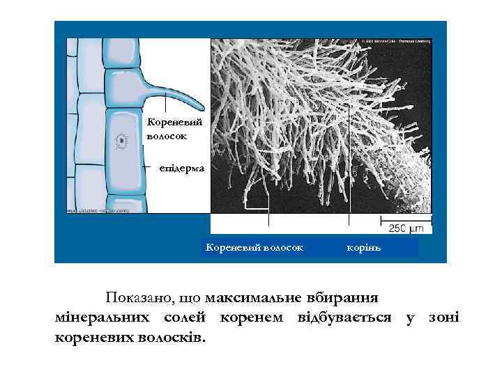 Кореневий волосок епідерма Кореневий волосок корінь Показано, що максимальне вбирання мінеральних солей коренем відбувається