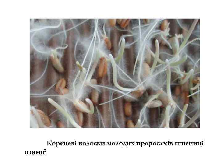 Кореневі волоски молодих проростків пшениці озимої 