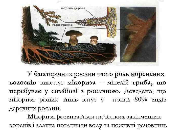 У багаторічних рослин часто роль кореневих волосків виконує мікориза – міцелій гриба, що перебуває