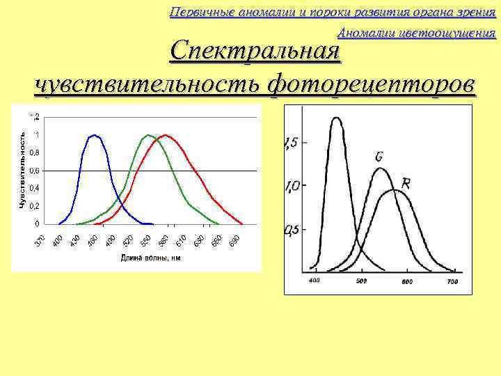 Первичные аномалии и пороки развития органа зрения Аномалии цветоощущения Спектральная чувствительность фоторецепторов 