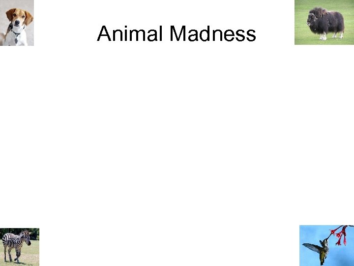 Animal Madness 