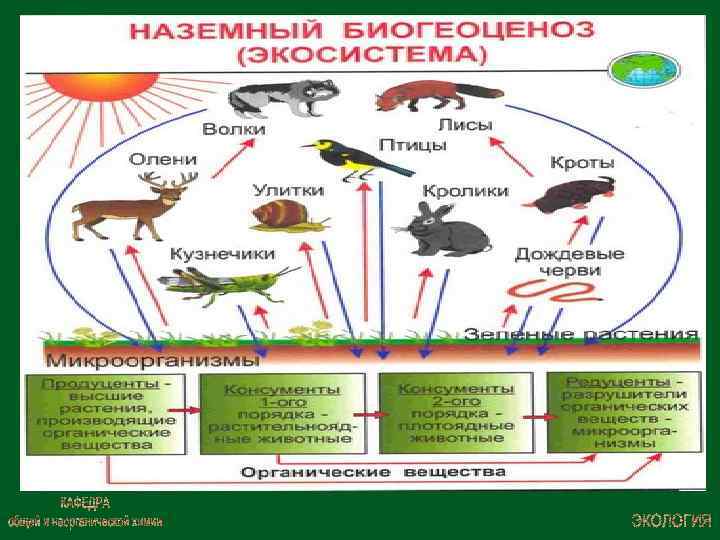 Схема экосистемы аквамир