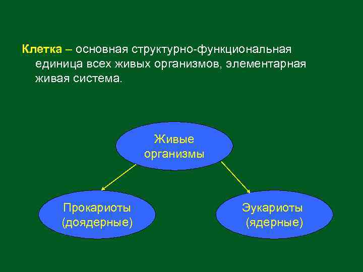 Что сделано на первом этапе развития экологии