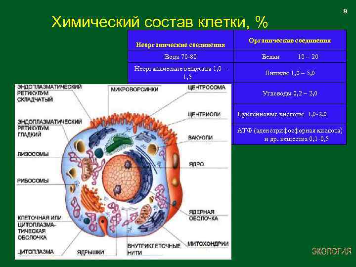 Химический состав клетки организма