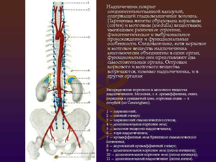Надпочечник покрыт соединительнотканной капсулой, содержащей гладкомышечные волокна. Паренхима железы образована корковым (cortex) и мозговым