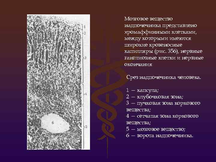 Мозговое вещество надпочечника представлено хромаффинными клетками, между которыми имеются широкие кровеносные капилляры (рис. 356),