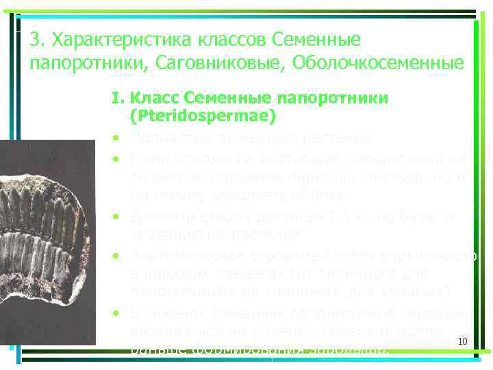3. Характеристика классов Семенные папоротники, Саговниковые, Оболочкосеменные I. Класс Семенные папоротники (Pteridospermae) • Полностью