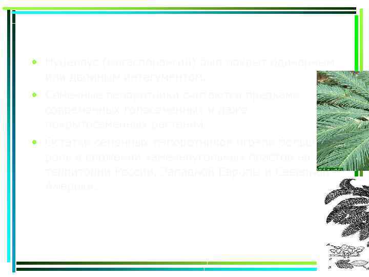  • Нуцеллус (мегаспорангий) был покрыт одинарным или двойным интегументом. • Семенные папоротники считаются