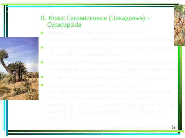 II. Класс Саговниковые (Цикадовые) – Cycadopsida • Небольшая обособленная группа тропических и субтропических голосеменных.