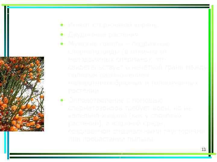  • Имеют стержневой корень. • Двудомные растения • Мужские гаметы – подвижные сперматозоиды