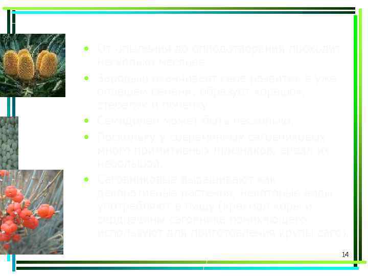  • От опыления до оплодотворения проходит несколько месяцев. • Зародыш оканчивает свое развитие