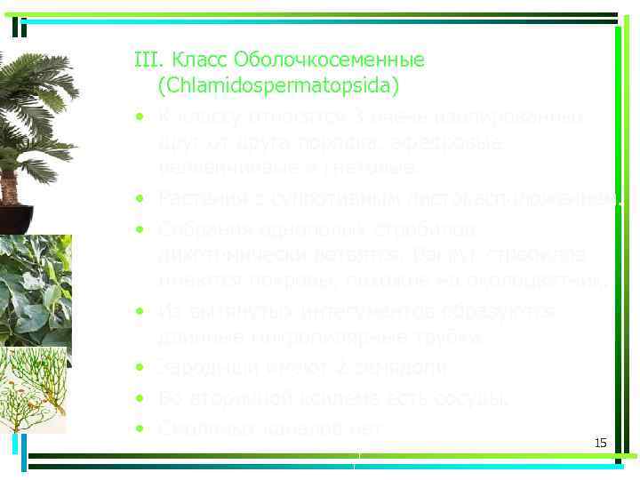 III. Класс Оболочкосеменные (Chlamidospermatopsida) • К классу относятся 3 очень изолированных друг от друга
