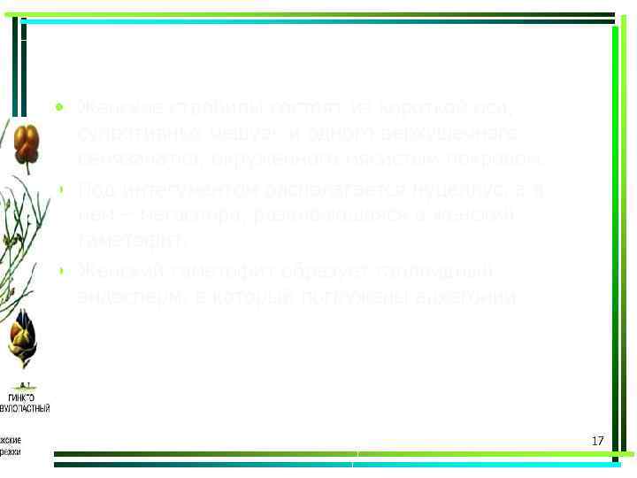  • Женские стробилы состоят из короткой оси, супротивных чешуек и одного верхушечного семязачатка,